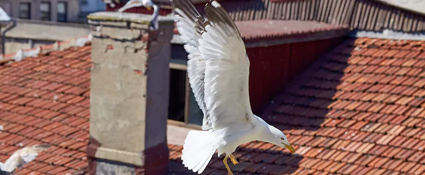 Residential Chimney Animal Removal Solution in Duluth, GA
